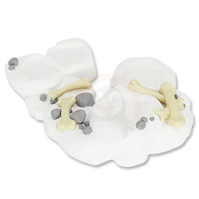 Stojan ke kostře Šavlozubého tygra