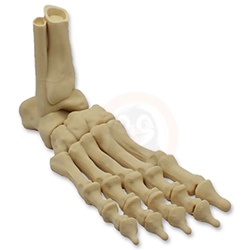 Noha kostlivce pravá