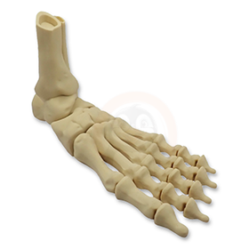 Noha kostlivce levá