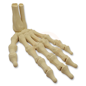 Ruka kostlivce levá (var. B) 