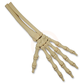 Ruka kostlivce levá (var. A)