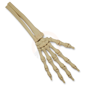 Ruka kostlivce pravá (var. A)