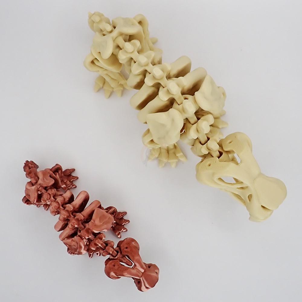 Kostra Šavlozubého tygra