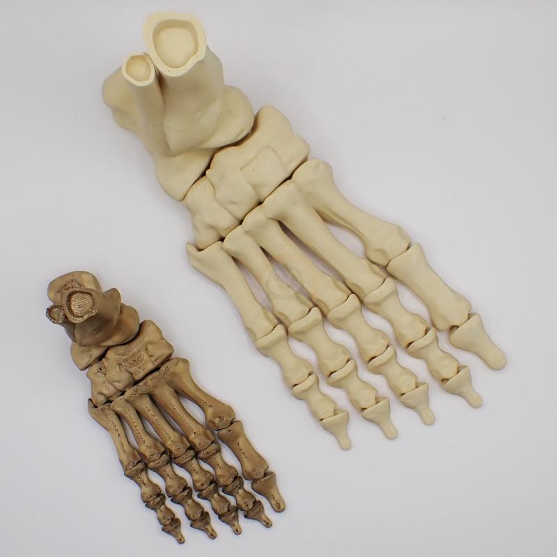 Noha kostlivce pravá