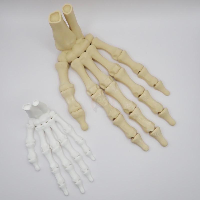 Ruka kostlivce levá (var. B) 