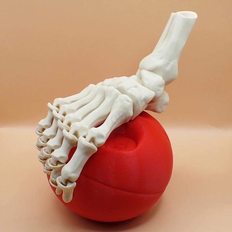 Noha kostlivce pravá