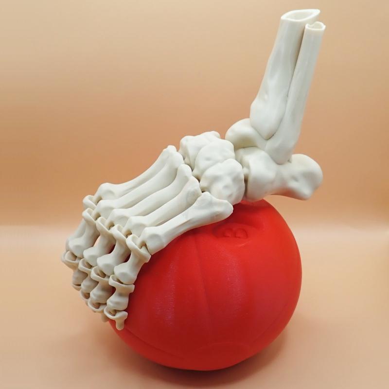 Noha kostlivce levá