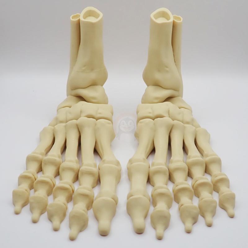 Noha kostlivce pravá