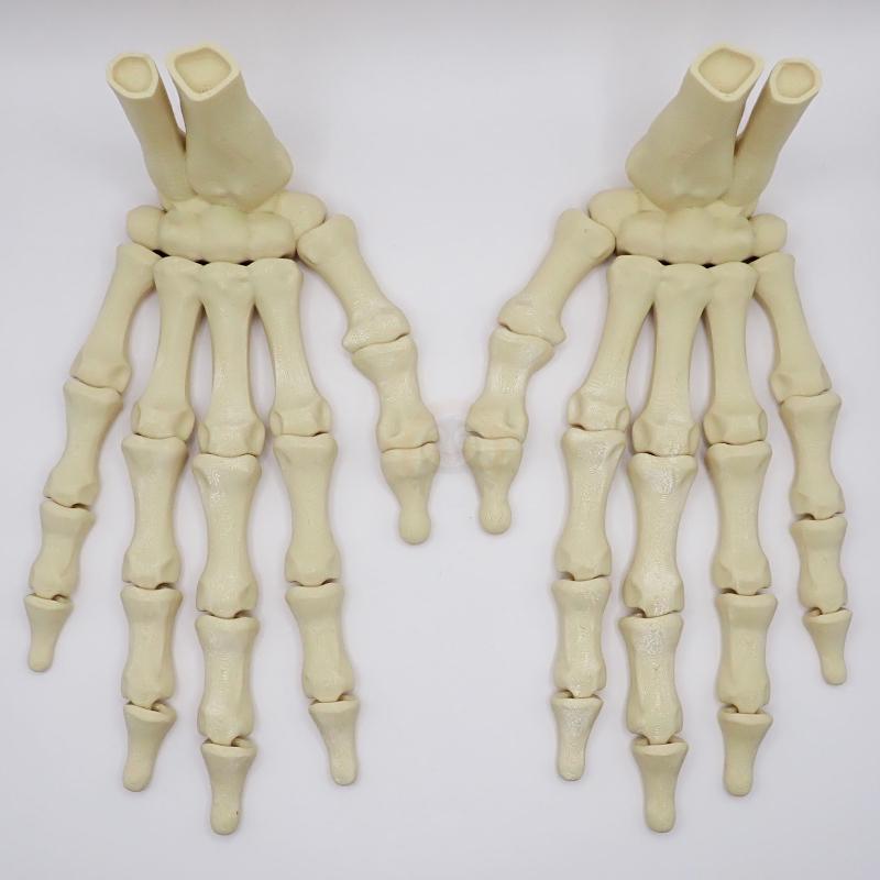 Ruka kostlivce pravá (var. B) 