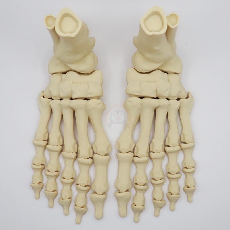 Noha kostlivce pravá