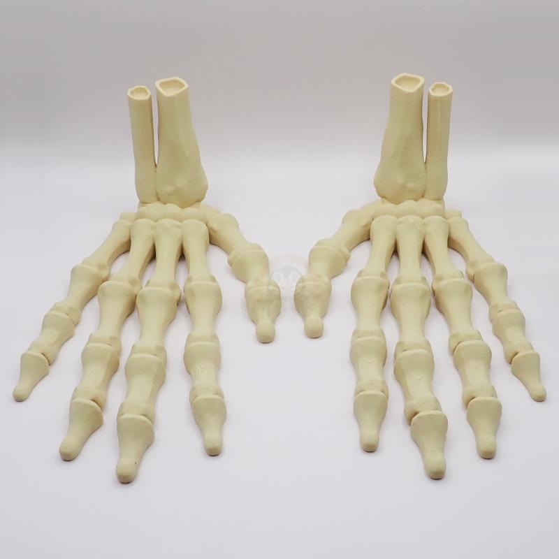 Ruka kostlivce pravá (var. B) 