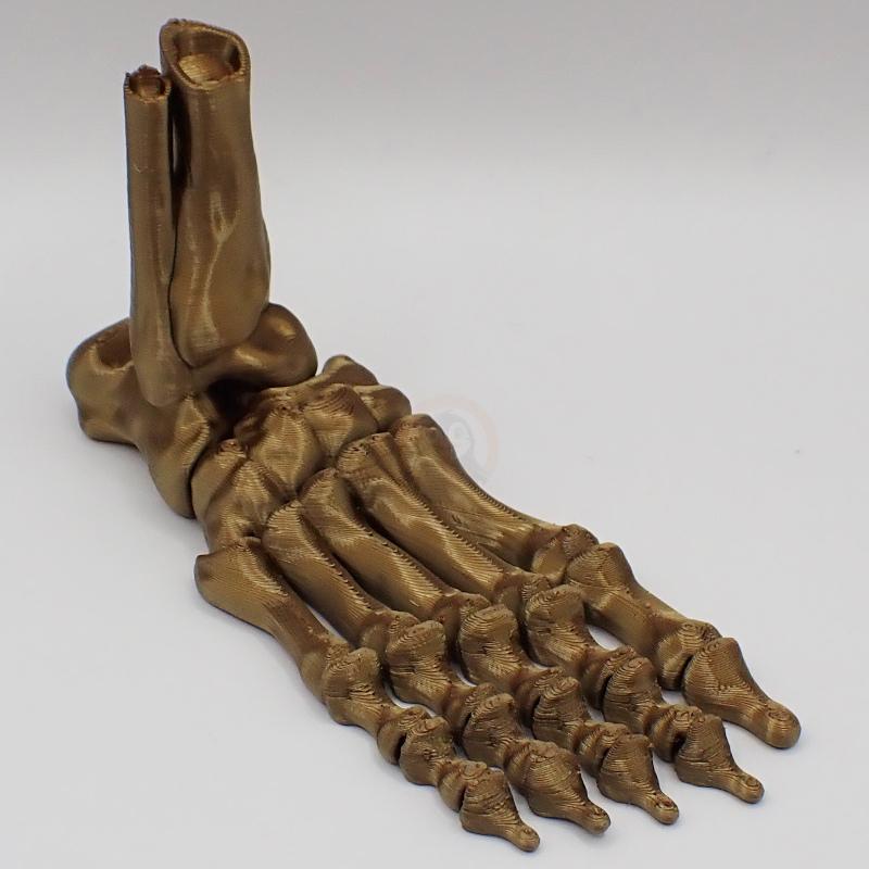 Noha kostlivce pravá