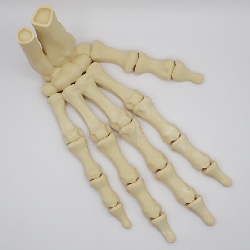 Ruka kostlivce pravá (var. B) 