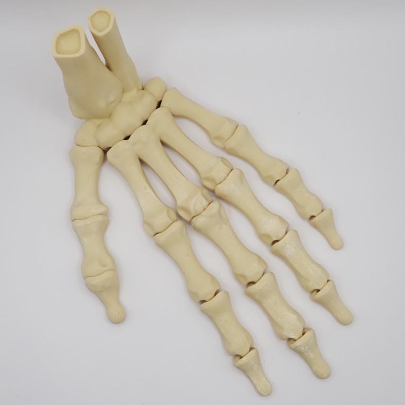 Ruka kostlivce levá (var. B) 